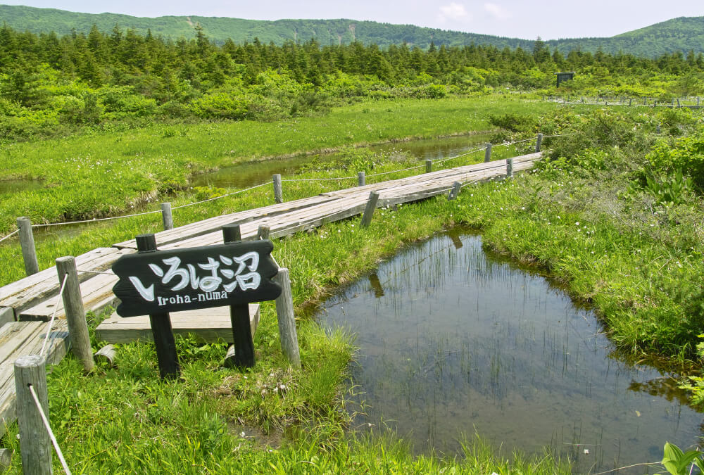 伊吕羽沼澤/關照平